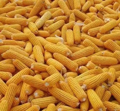 今天东北玉米最新价格,今天东北玉米最新价格，揭示市场走势与农民心声，揭秘东北玉米最新价格走势，市场趋势与农民心声深度解读