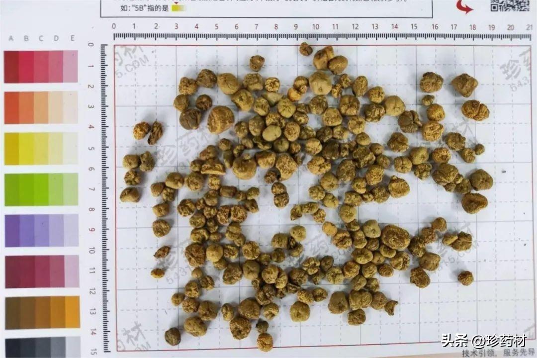 威灵仙最新价格,威灵仙最新价格及其市场趋势分析，威灵仙最新价格与市场趋势解析